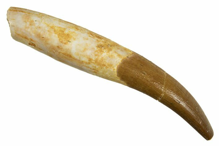 Fossil Plesiosaur (Zarafasaura) Tooth With Root #344870